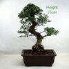 Cork Bark Chinese Elm Bonsai Tree Number 51Y