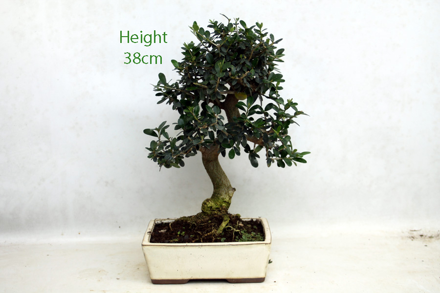 thumbnail image 2 of Olive Bonsai Tree Number 345P - ALL THINGS BONSAI 2 of 14
