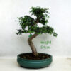 Chinese Elm Bonsai Tree Number 74Y