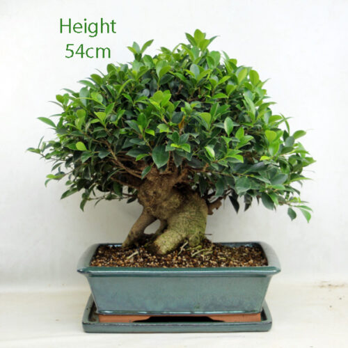 Ficus Bonsai Clearance Tree Number 222P