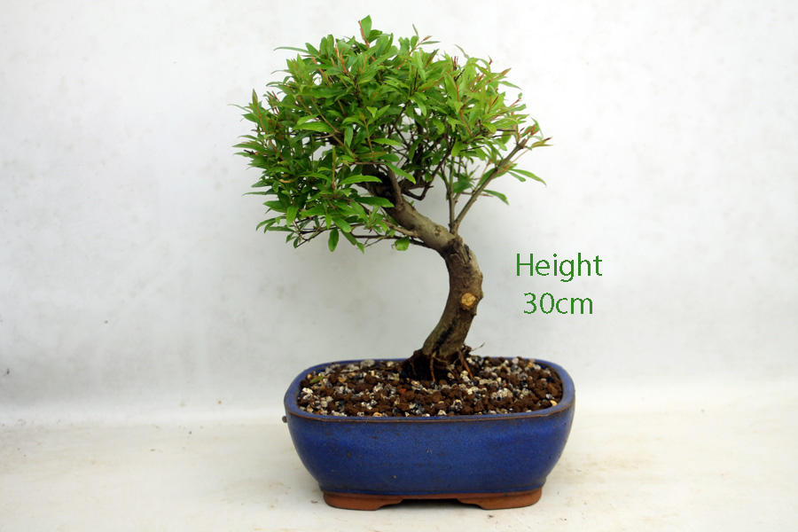 Pomegranate Flowering Bonsai Tree Punica Number 270P - ALL THINGS BONSAI