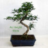 Chinese Pepper Large Indoor Bonsai Tree Gift Set