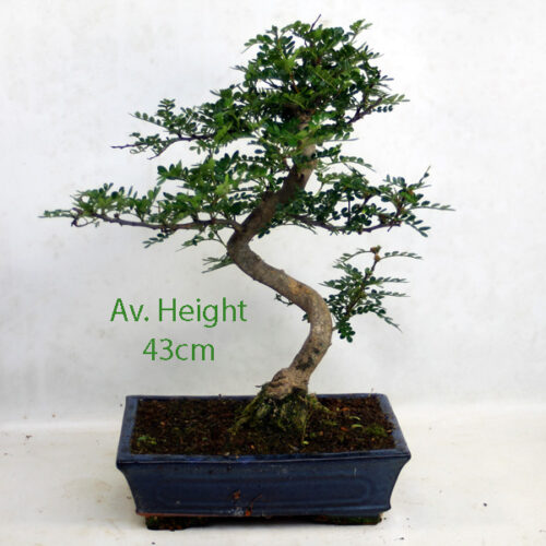 Chinese Pepper Large Indoor Bonsai