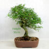 Mediterranean Ash Bonsai Tree number 304P