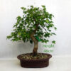 Trident Maple Bonsai Tree Number 64P