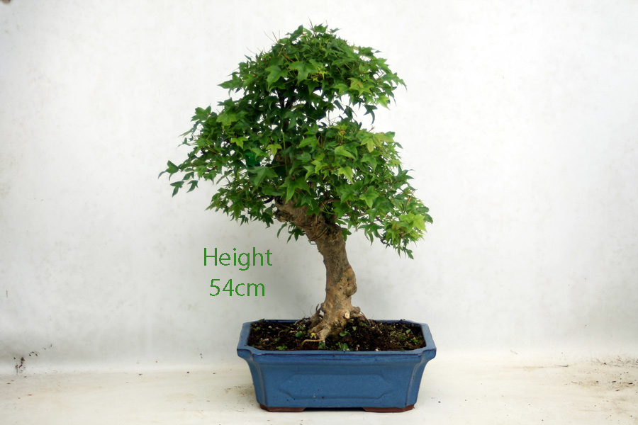 Trident Maple Bonsai Tree Number 318P