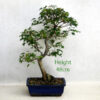 Trident Maple Bonsai Tree Number 300P