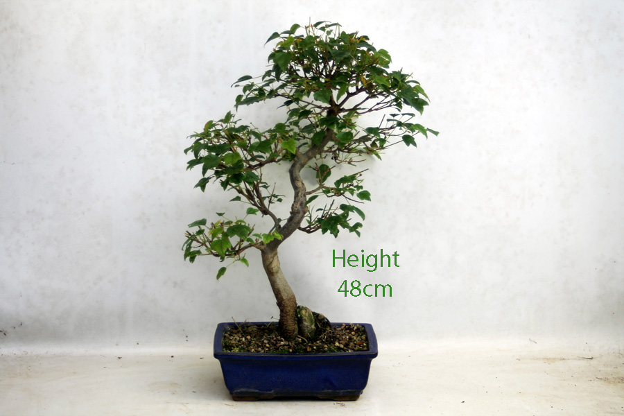 Trident Maple Bonsai Tree Number 300P