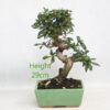 Pomegranate Nejikan Flowering Bonsai Tree Punica Number 337P