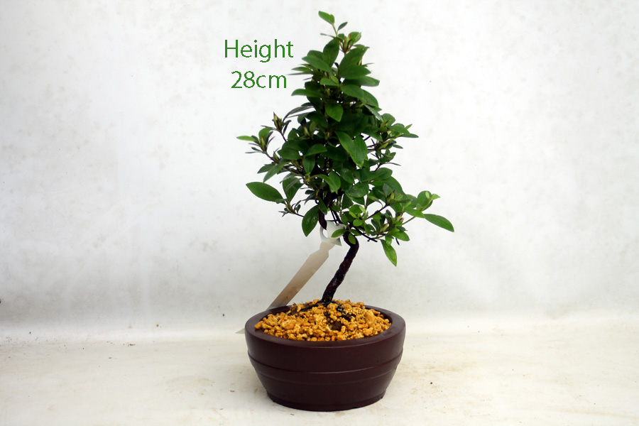 Azalea Benibeni Flowering Bonsai Tree Number 279P