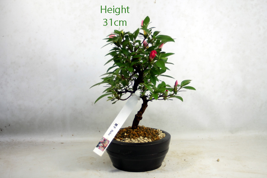 Azalea Reiko Flowering Bonsai Tree Number 292P