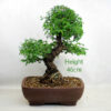 Cork Bark Chinese Elm Bonsai Tree Number 255P