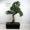 Chinese Elm Bonsai Tree Number 4Y