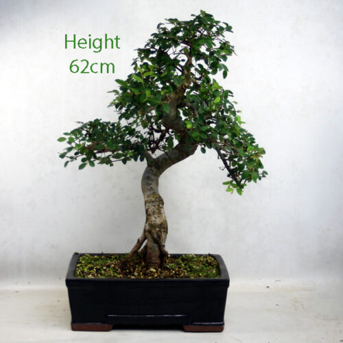Chinese Elm Bonsai Tree Number 4Y