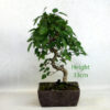 Korean Hornbeam Bonsai Tree Number 64Y