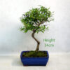 Pomegranate Flowering Bonsai Tree Punica Number 46Y