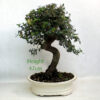 Cork Oak Bonsai Tree Number 101P