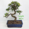 Chinese Elm Bonsai Tree Number 250P