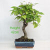 Zelkova Serrata Japanese Elm Bonsai Tree Number 56Y