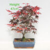 Purple Acer Palmatum Japanese Maple Bonsai Tree Number 78Y