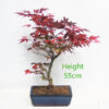 Purple Acer Palmatum Japanese Maple Bonsai Tree Number 2Y