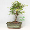 Acer Palmatum Japanese Maple Bonsai Tree Number 40P