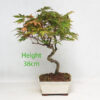 Acer Palmatum Japanese Maple Bonsai Tree Number 18P
