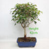 Trident Maple Bonsai Tree Number 42Y