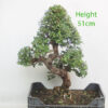 Chinese Elm Bonsai Tree Number 44P