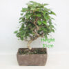 Korean Hornbeam Bonsai Tree Number 331P