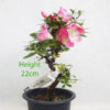 Azalea Hanamaiko Flowering Bonsai Tree Number 155P