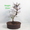 Korean Hornbeam Bonsai Tree Number 64P