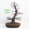 Acer Palmatum Yamamomiji Japanese Maple Bonsai Tree Number 116