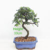 Chinese Elm Bonsai Tree Number 101P