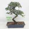 Chinese Elm Bonsai Tree Number 22Y