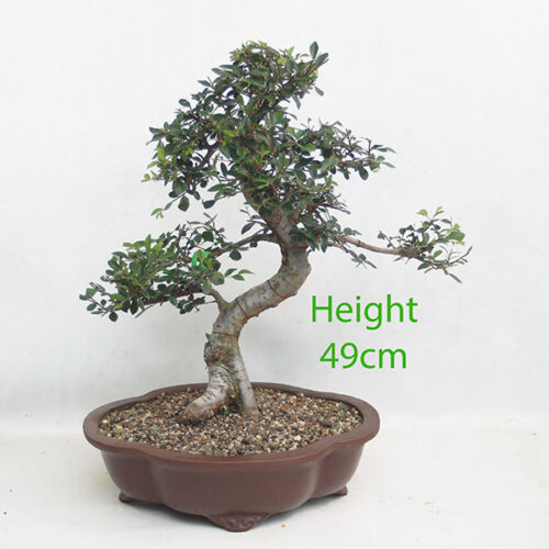 Chinese Elm Bonsai Tree Number 10P