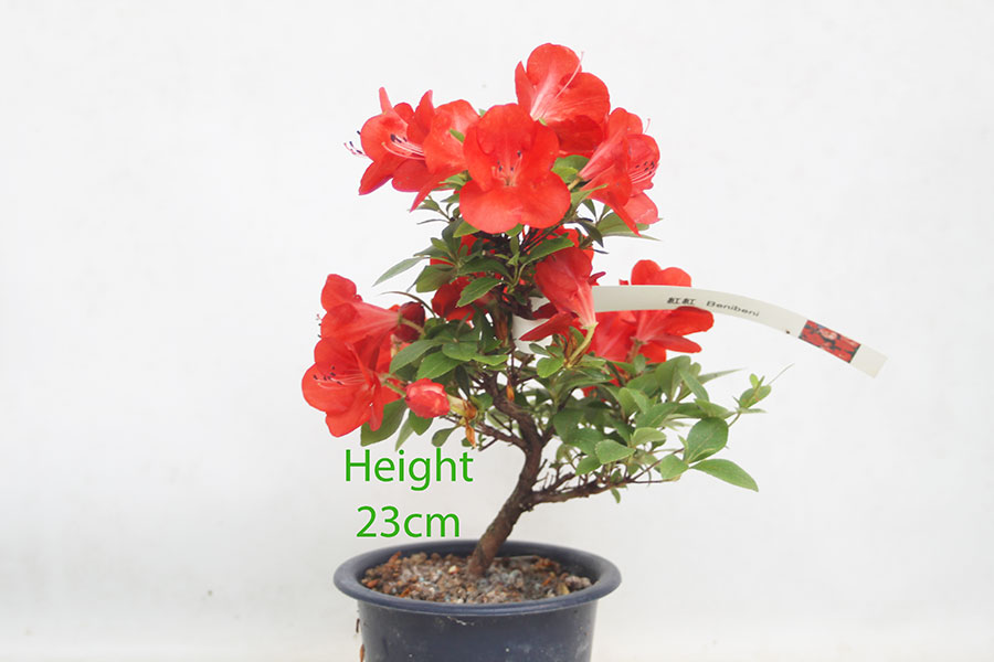 Azalea Beni Beni Flowering Bonsai Tree Number 153P
