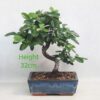 Pyracantha Flowering Bonsai Tree Number 86Y