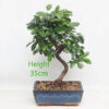 Pyracantha Flowering Bonsai Tree Number 50P