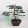 Spruce Bonsai Tree Number 140P Clearance Tree