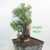 Escallonia Bonsai Tree Part Trained Number 277