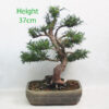 Yew Taxus Bonsai Tree Number 89Y
