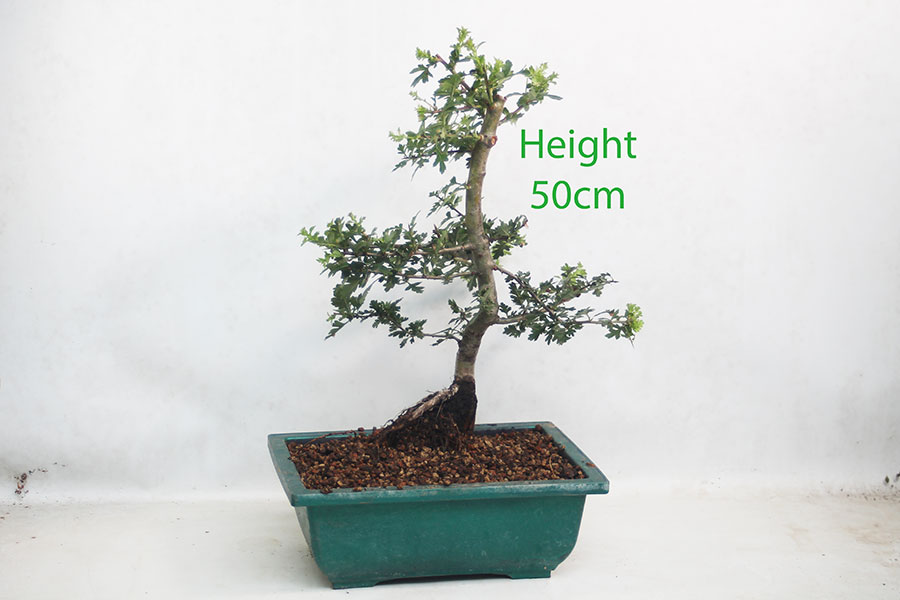 Hawthorn Bonsai Tree Part Trained Number 57Y