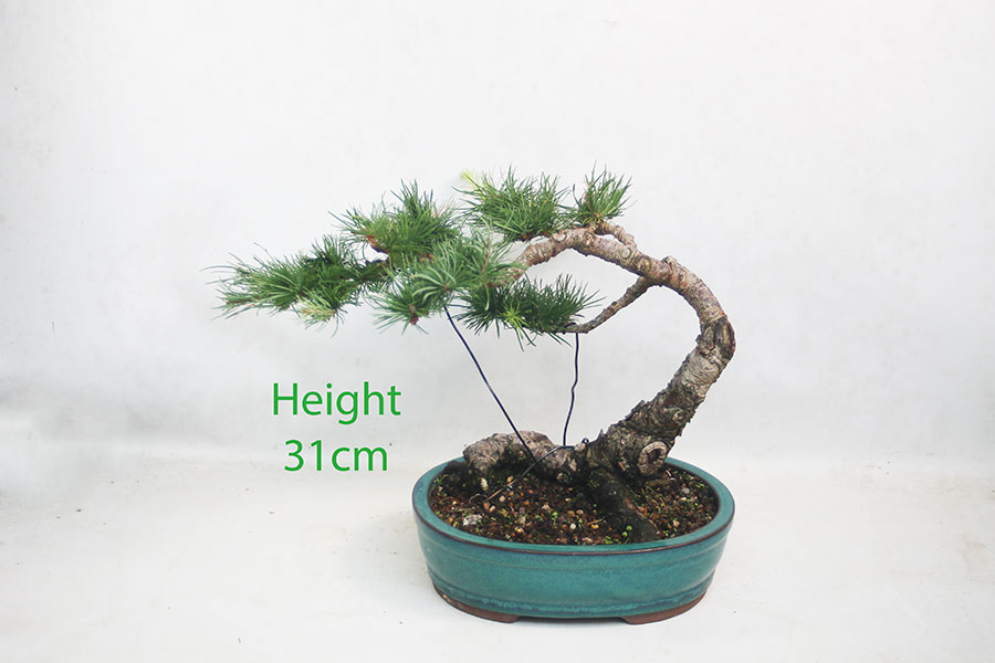 Japanese Larch Bonsai Tree Number 332P