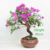 Bougainvillea Flowering Bonsai Number 11Y
