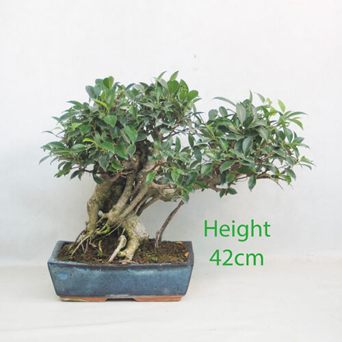 Ficus Bonsai Tree Number 271P