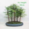 Dawn Redwood Bonsai Group of 5 Trees 30cm Oval Pot