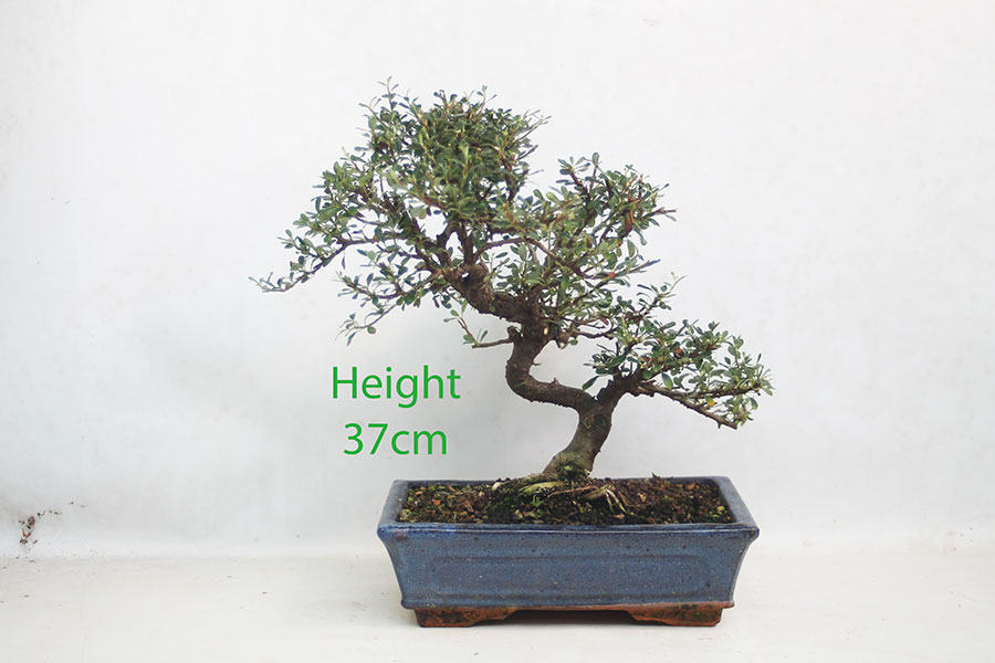 Cotoneaster Flowering Bonsai Tree Number 14P