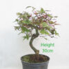 Acer Palmatum Deshojo Japanese Maple Bonsai Tree Part Trained Number 311P