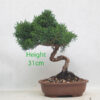 Chinese Juniper Bonsai Tree Number 224P